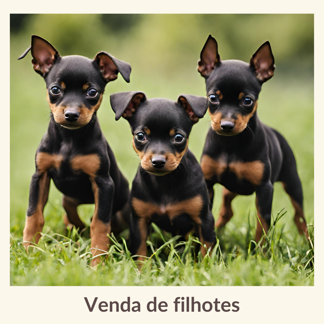 Venda de filhotes (1).png