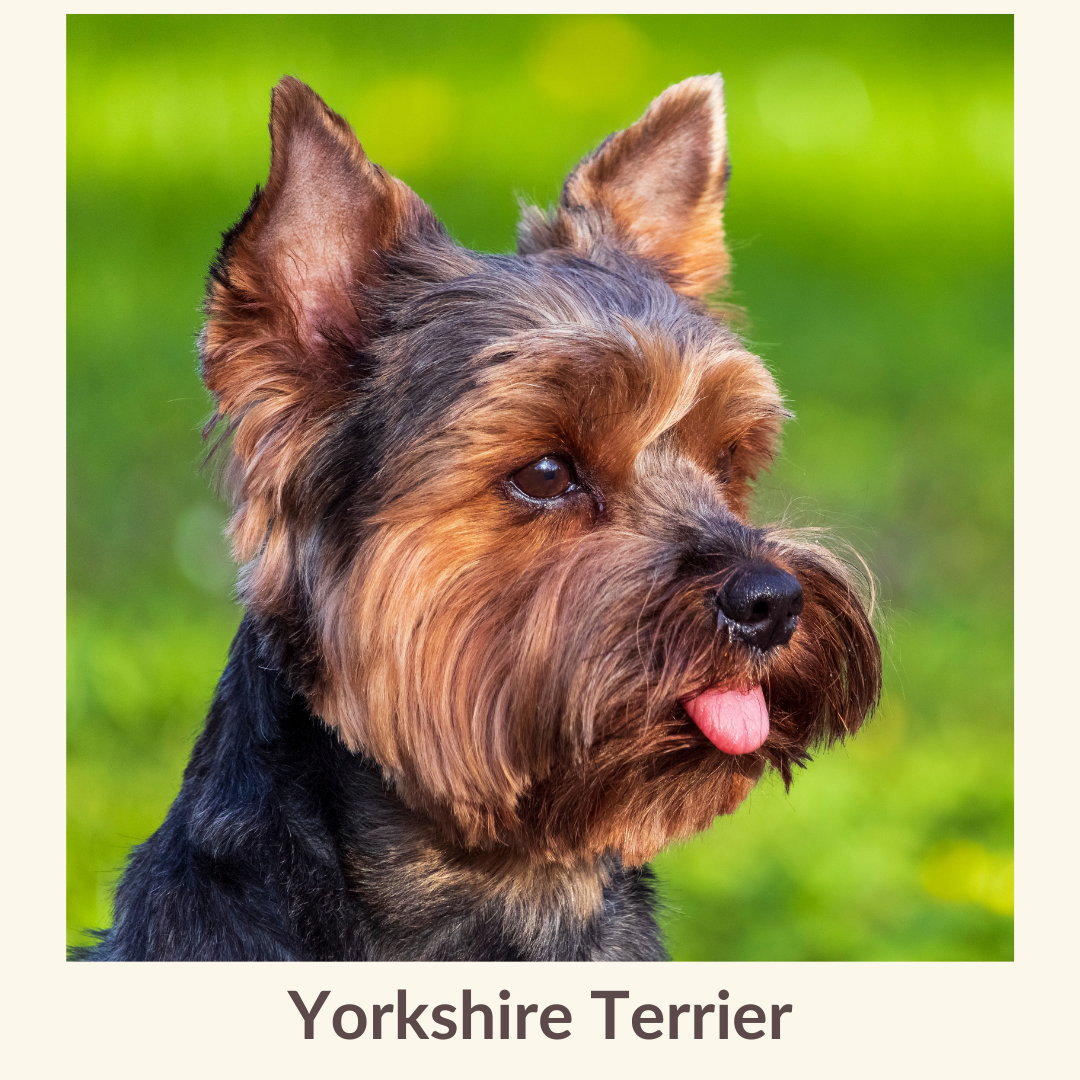 Yorkshire Terrier.png