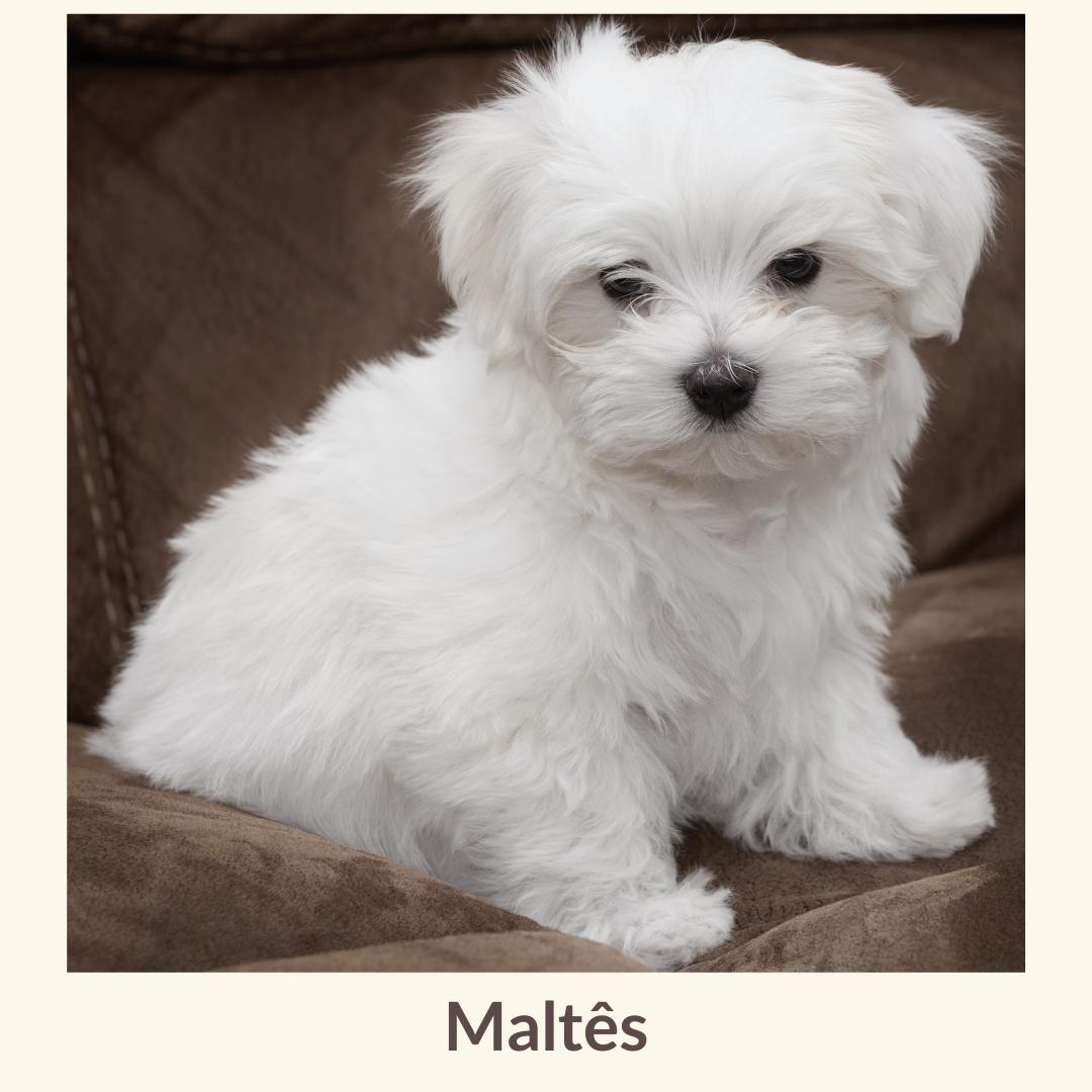 Maltês.png