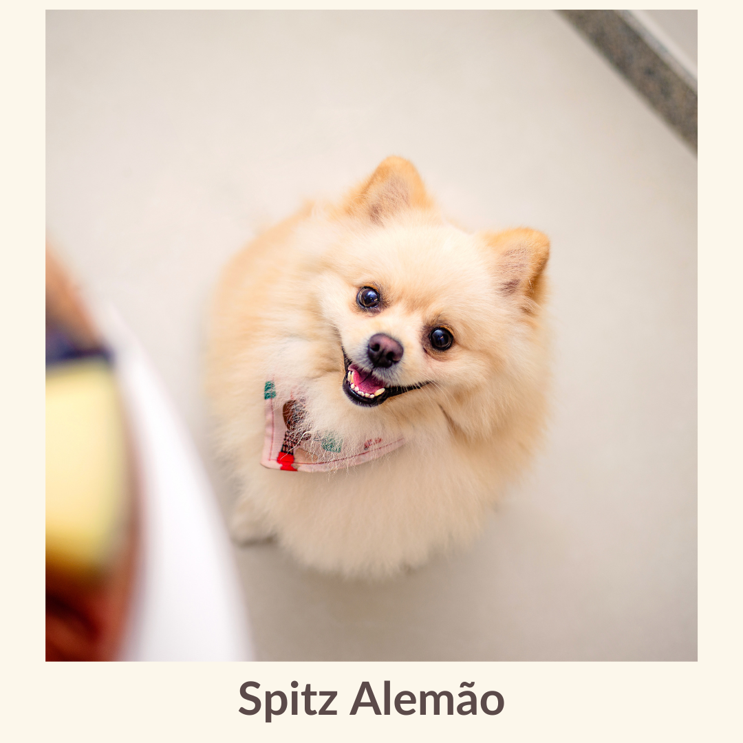 Spitz Alemão.png